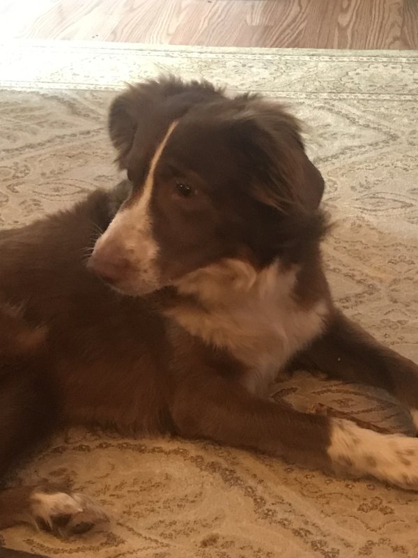 Found Australian Shepherd in Stone Mountain, GA