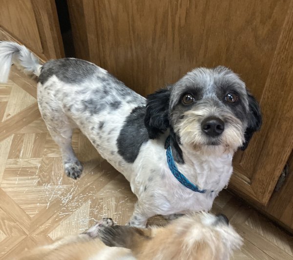 Found Havanese in Chino, CA