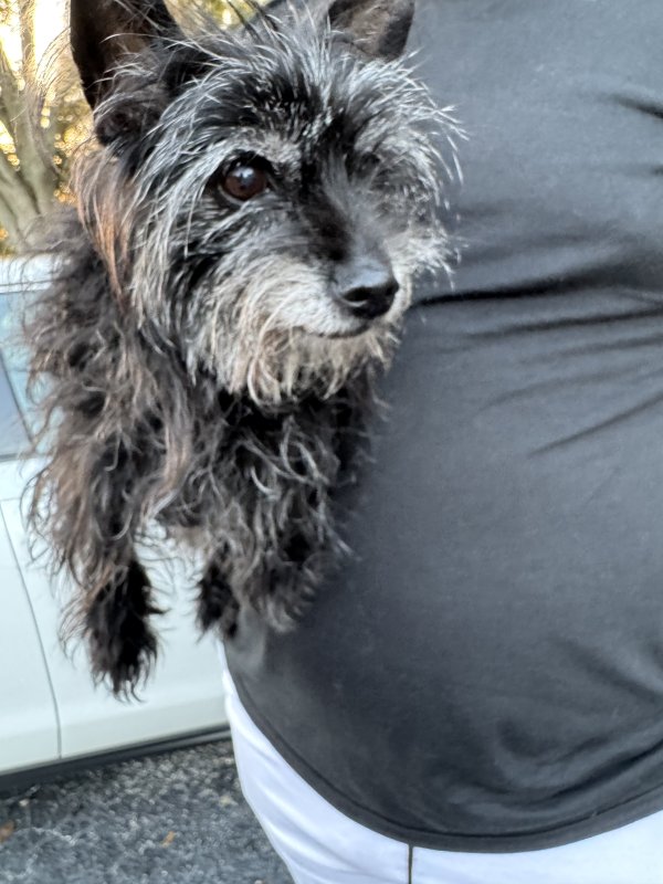 Found Dog in Tampa, FL