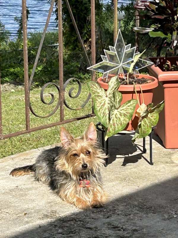 Lost Yorkshire Terrier in Florida