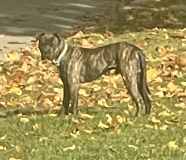 Found Boxer in Detroit, MI