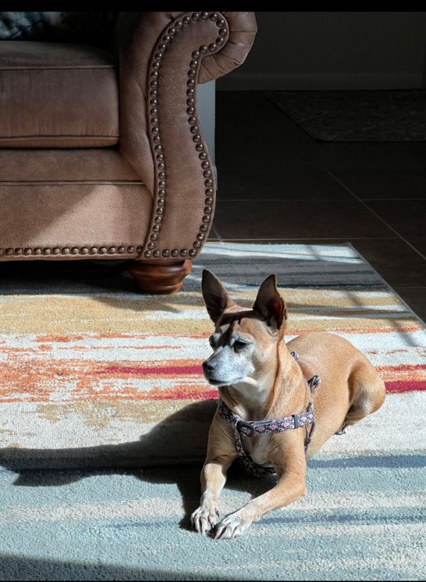 Lost Miniature Pinscher in Casselberry, FL