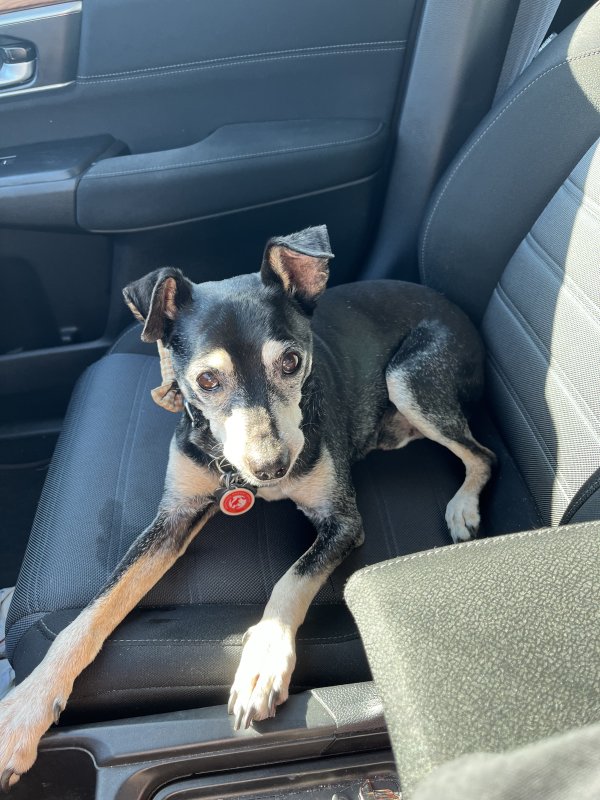 Lost Miniature Pinscher in Corona, CA