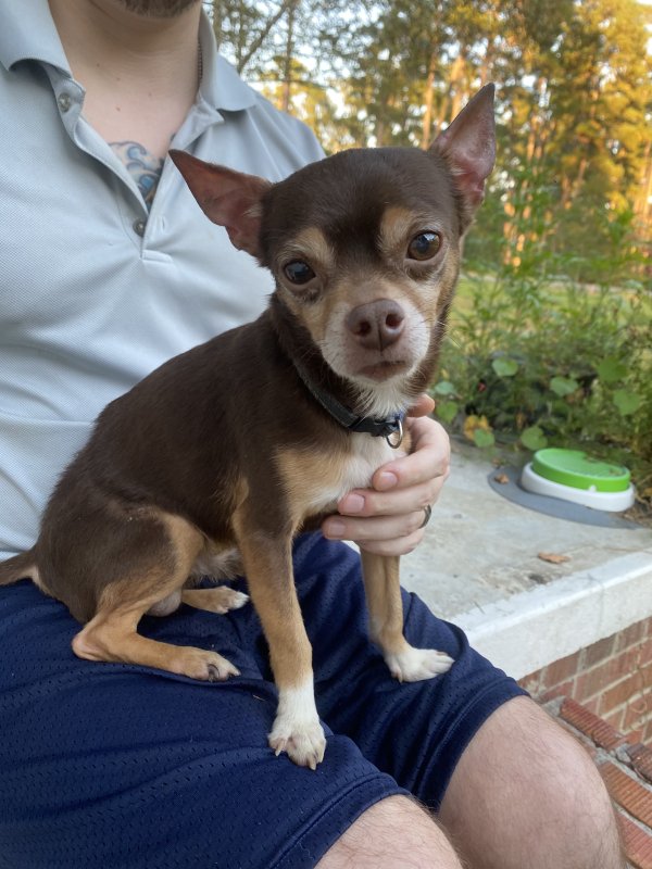 Found Chihuahua in Tabor City, NC