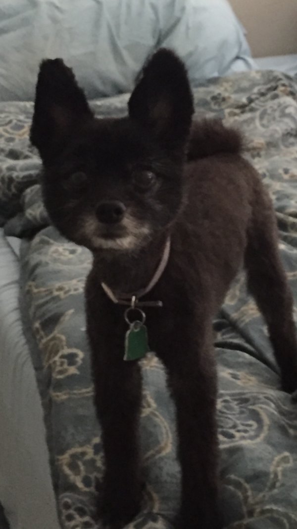 Lost Pomeranian in Largo, FL