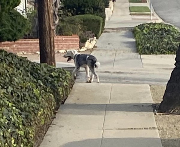 Found Dog in San Pedro, CA