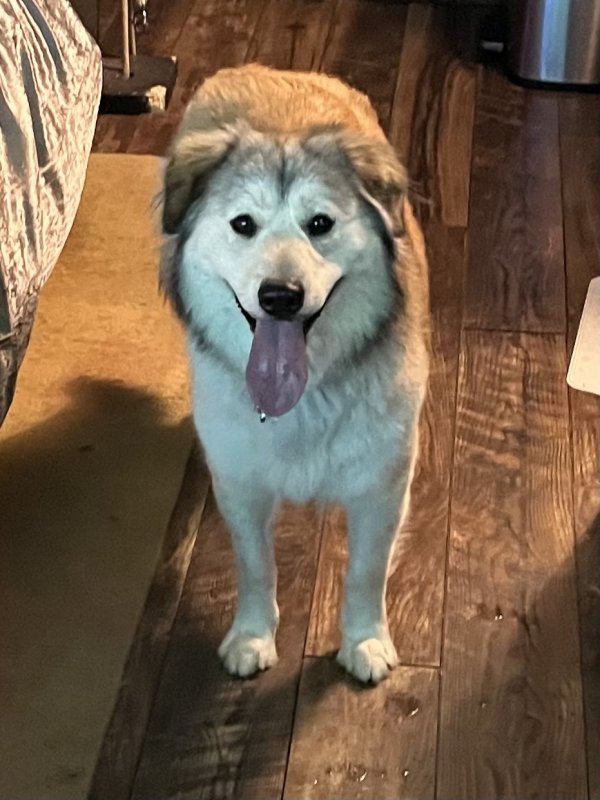 Lost Siberian Husky in Denver, CO