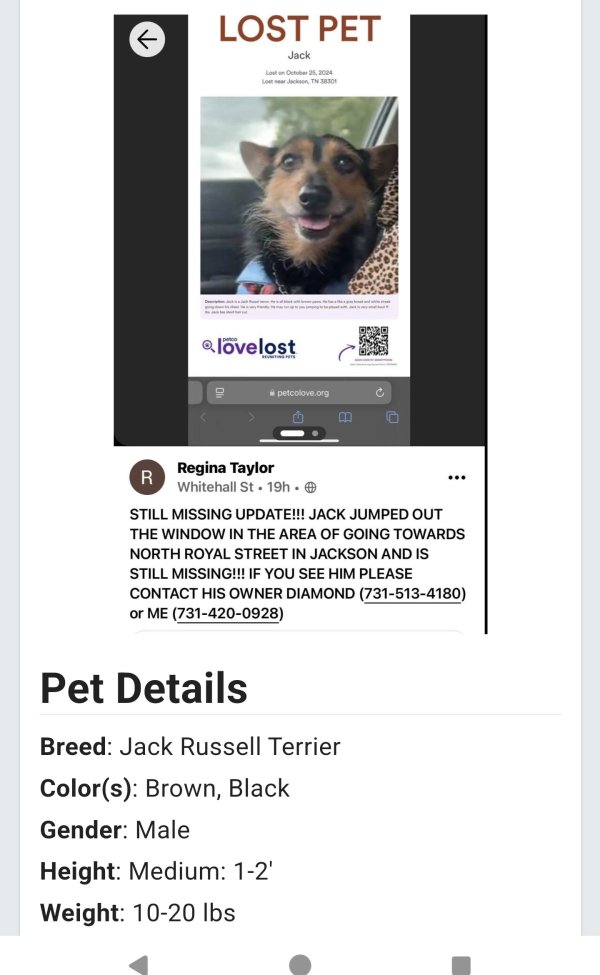 Stolen Jack Russell Terrier in Jackson, TN