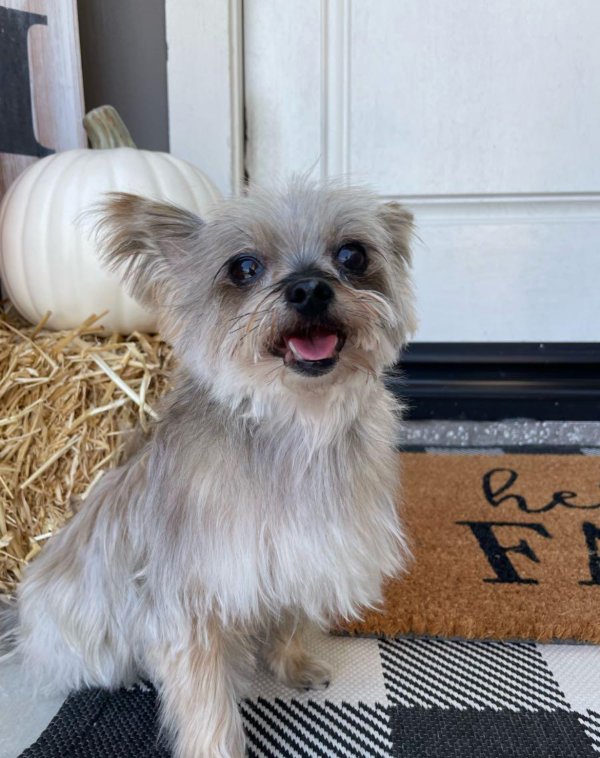 Stolen Yorkshire Terrier in Riverside, CA