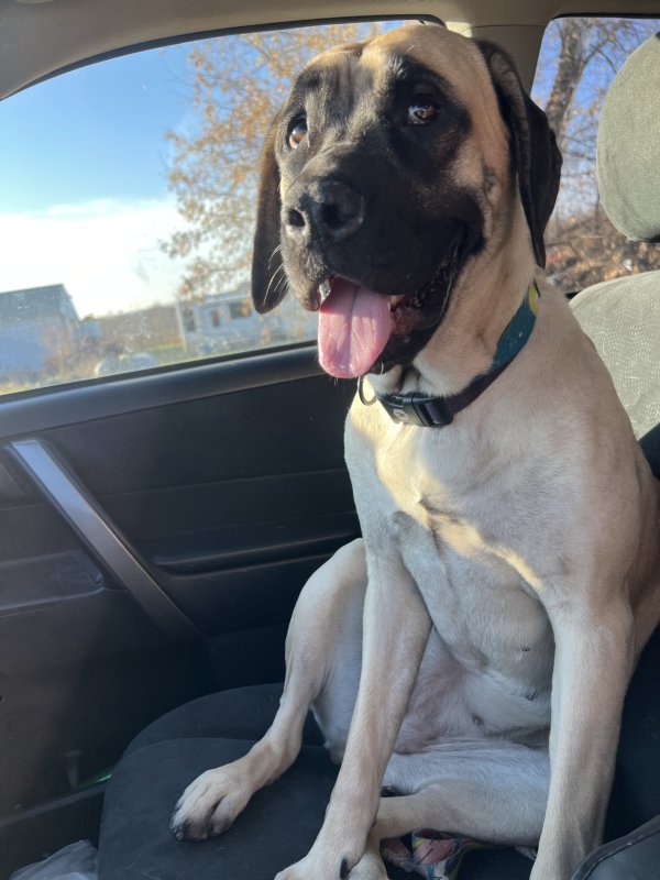 Found Mastiff in Grey Eagle, MN