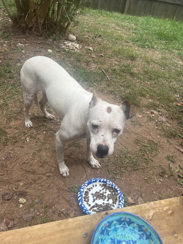 Found Pit Bull in Kennesaw, GA