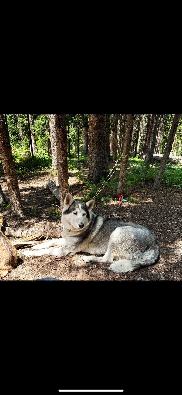 Lost Siberian Husky in Brighton, CO