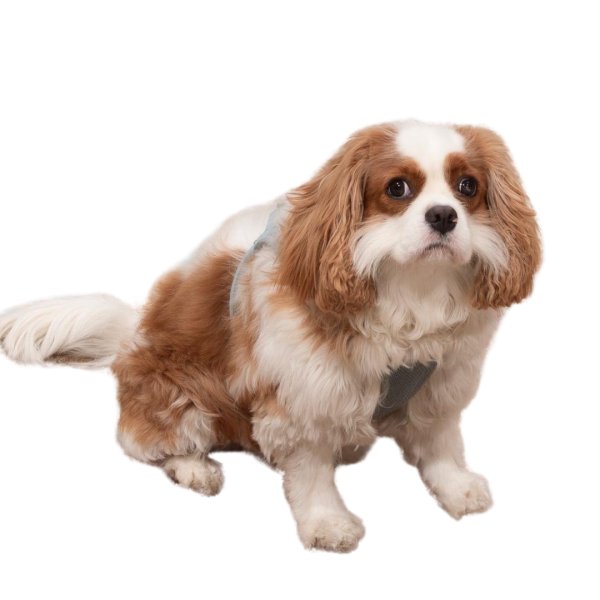 Lost Cavalier King Charles Spaniel in Atlanta, GA