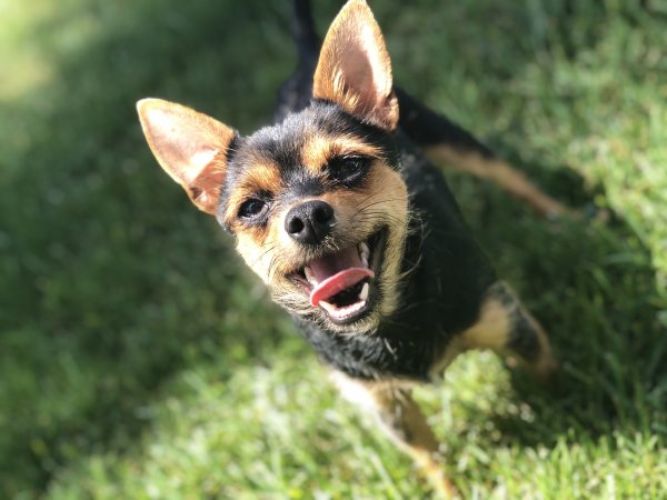 Lost Mutt in Temecula, CA