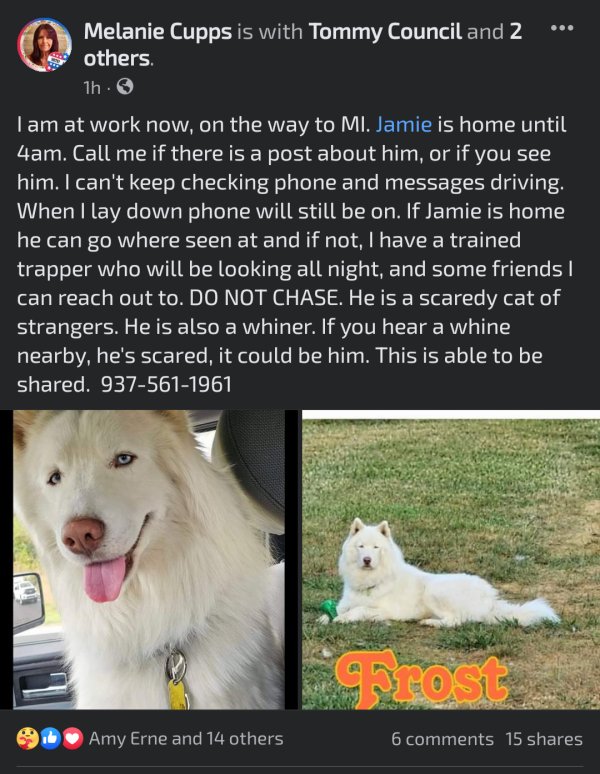 Lost Siberian Husky in Springfield, OH