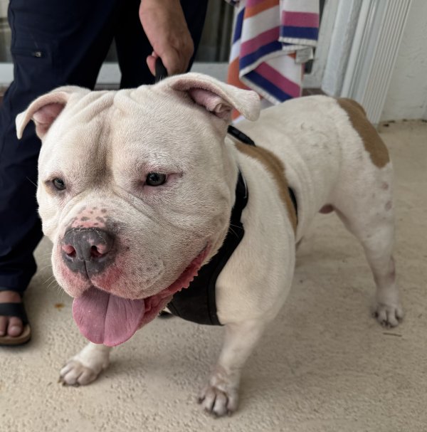 Found English Bulldog in Miami, FL