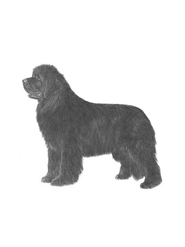 Lost Newfoundland in Harrisburg, PA