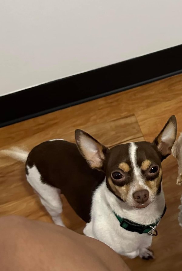 Lost Chihuahua in Atlanta, GA