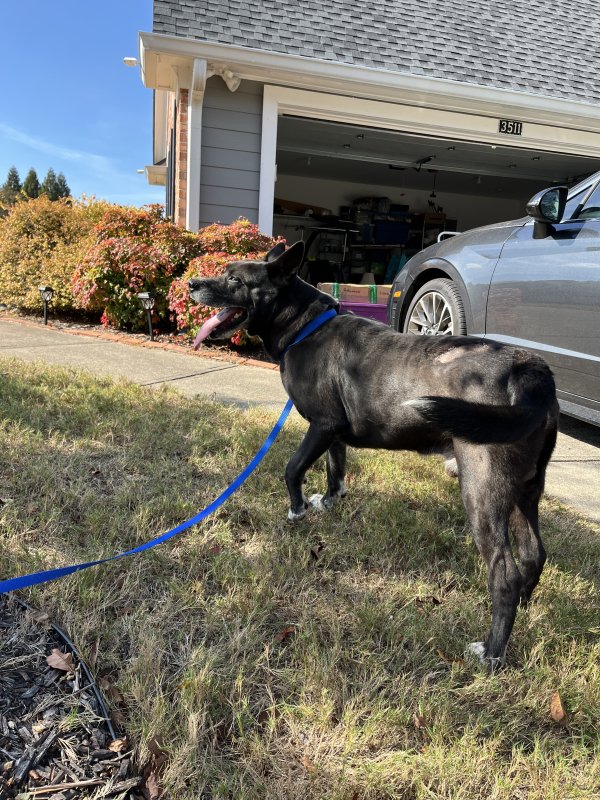 Found Dog in Kennesaw, GA