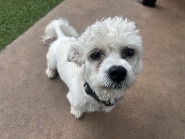 Found Bichon Frise in Alpharetta, GA