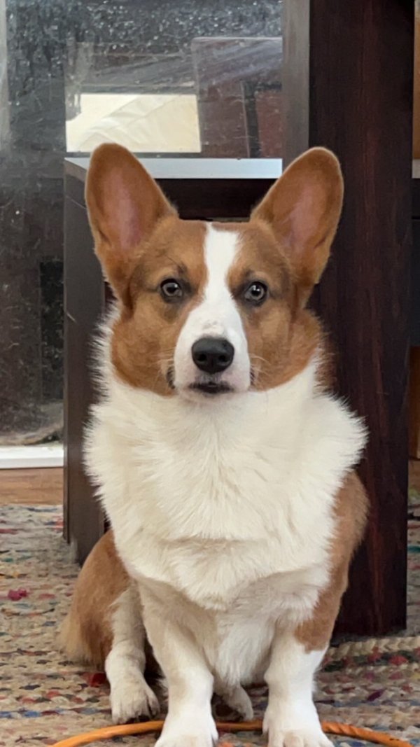 Lost Pembroke Welsh Corgi in Florida