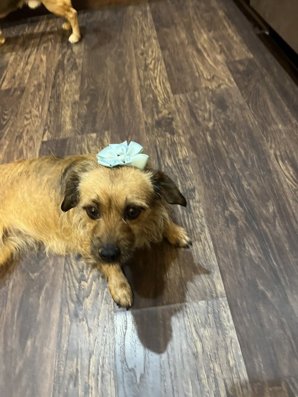 Lost Yorkshire Terrier in Indiana