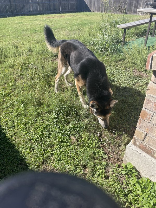 Found German Shepherd Dog in Texas