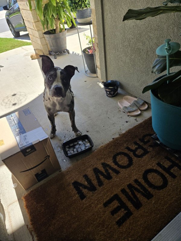 Found Australian Shepherd in San Antonio, TX