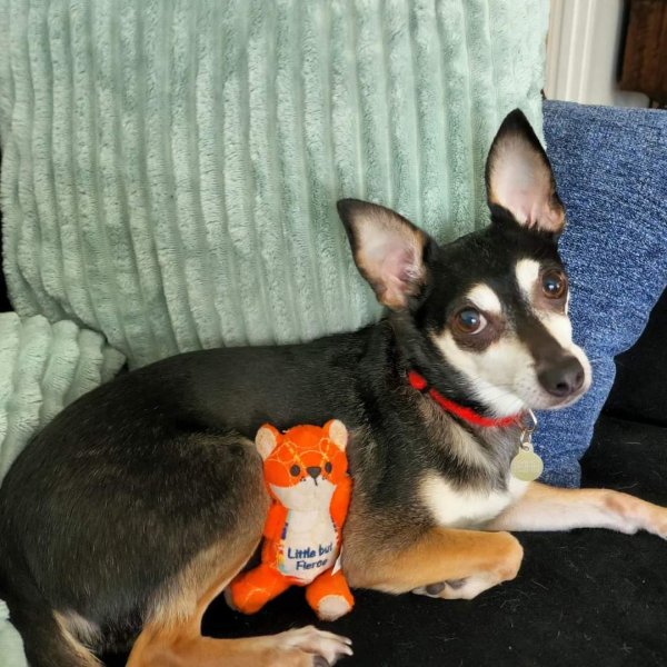 Lost Chihuahua in Redmond, WA