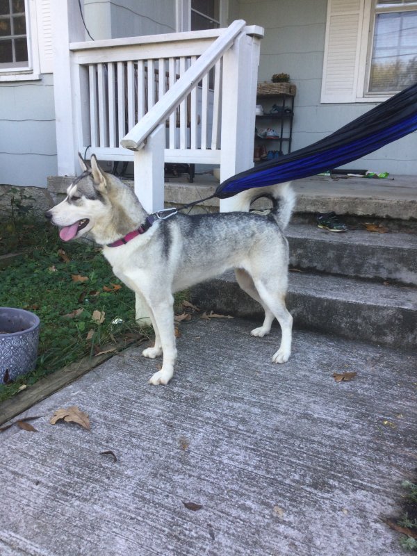 Found Siberian Husky in Tennessee