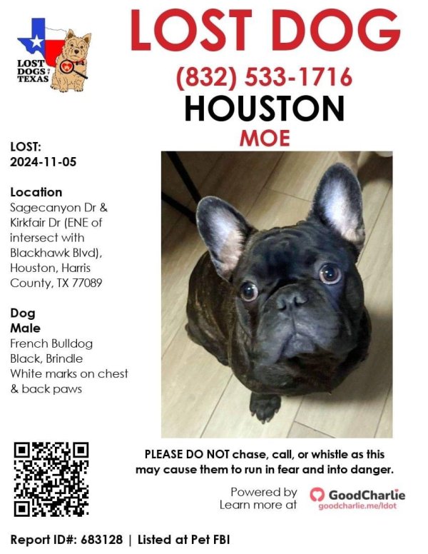 Lost French Bulldog in Houston, TX