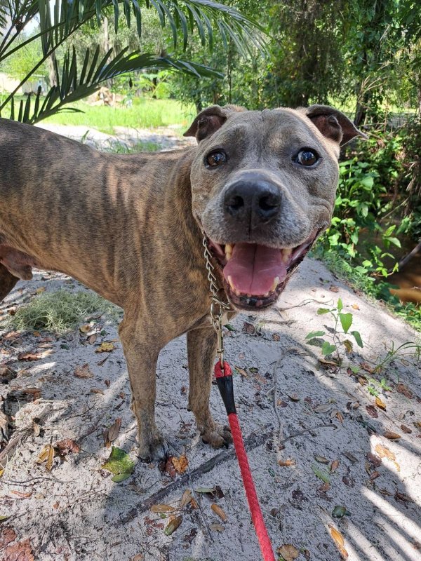 Stolen Pit Bull in Wimauma, FL