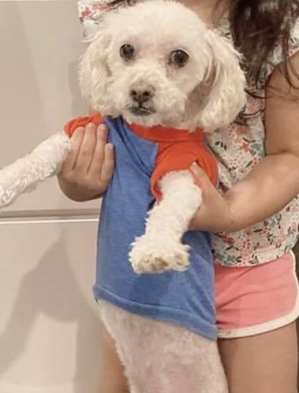 Lost Poodle in Chicago, IL