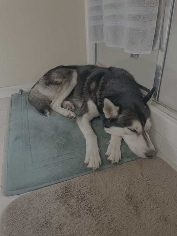 Found Siberian Husky in Grand Terrace, CA