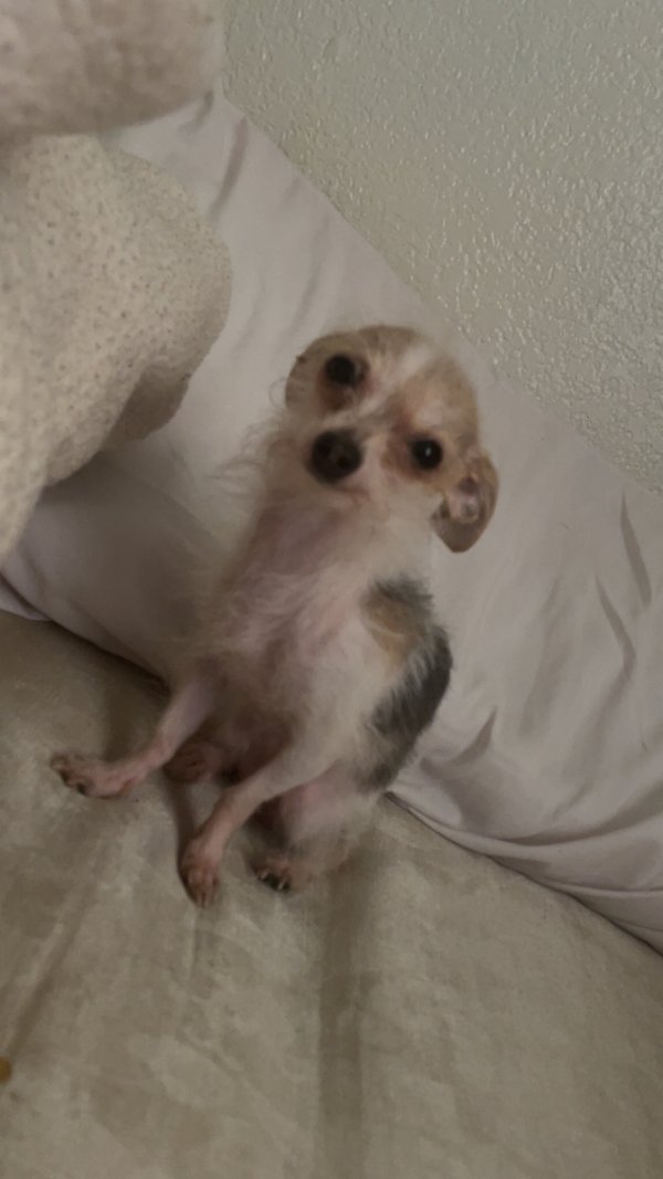 Stolen Chinese Crested in Lancaster, TX