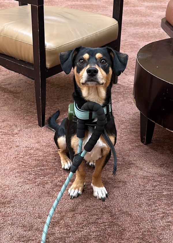 Lost Other in Garden Grove, CA