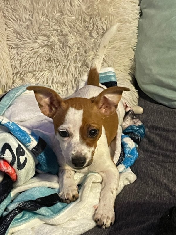 Lost Jack Russell Terrier in Saint Petersburg, FL