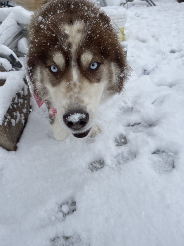 Lost Siberian Husky in Colorado