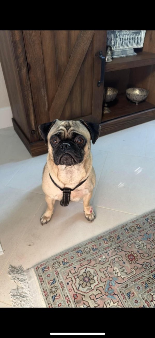 Found Pug in California