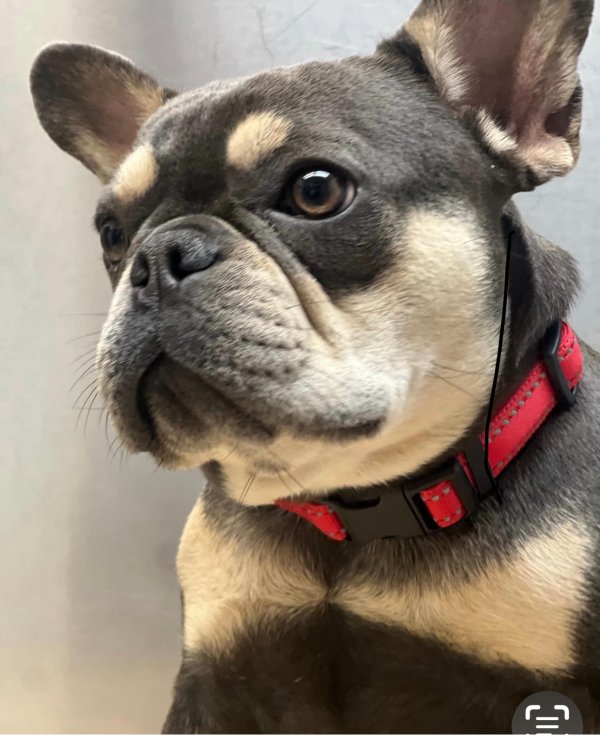 Lost French Bulldog 