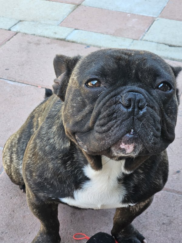 Lost French Bulldog in Santa Ana, CA