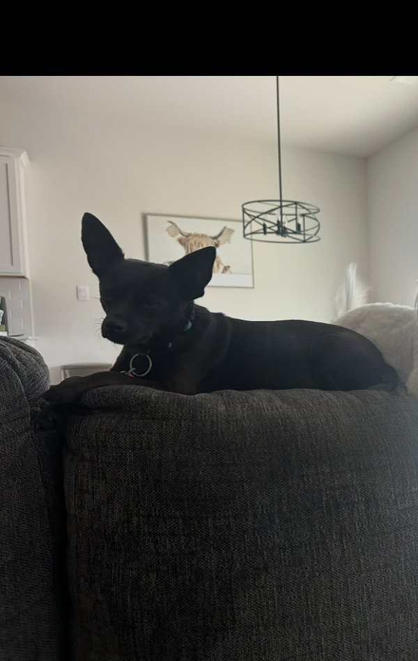 Lost Chihuahua in Charlotte, NC