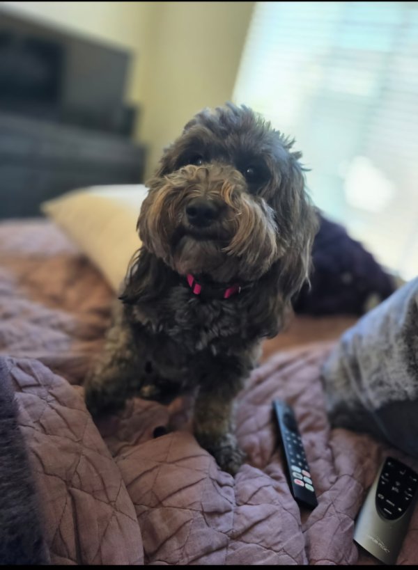 Lost Poodle in Newark, CA