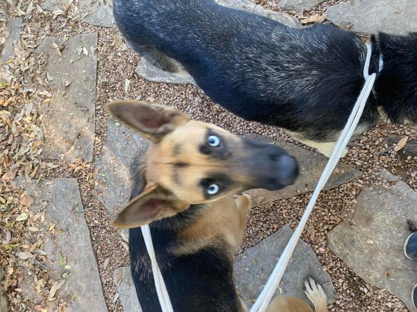 Found German Shepherd Dog in Texas