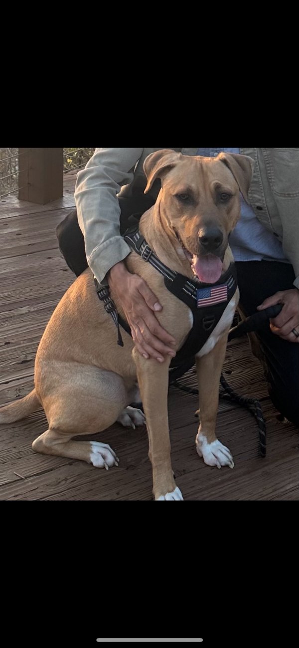 Lost Black Mouth Cur in Forney, TX