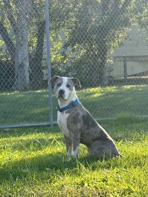 Found American Staffordshire Terrier in Stafford, Texas