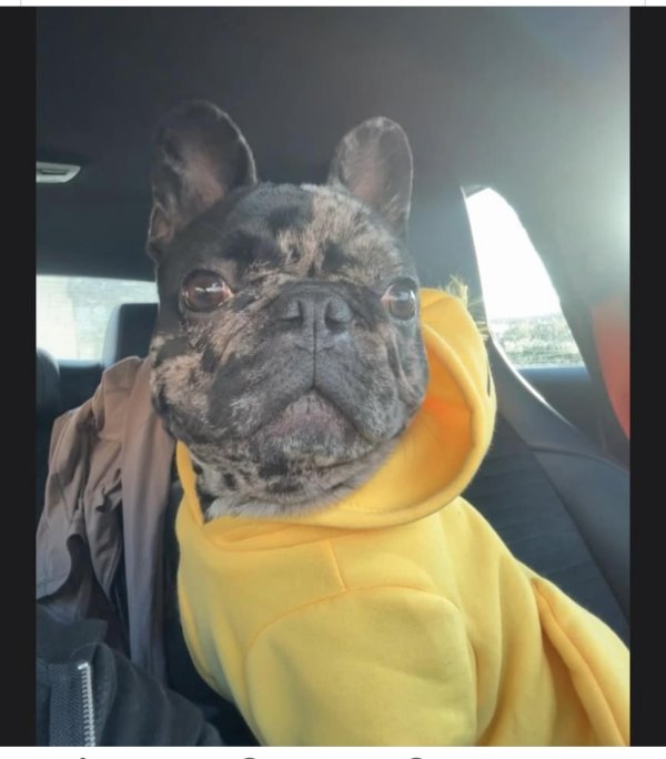 Lost French Bulldog in Spring Valley, CA