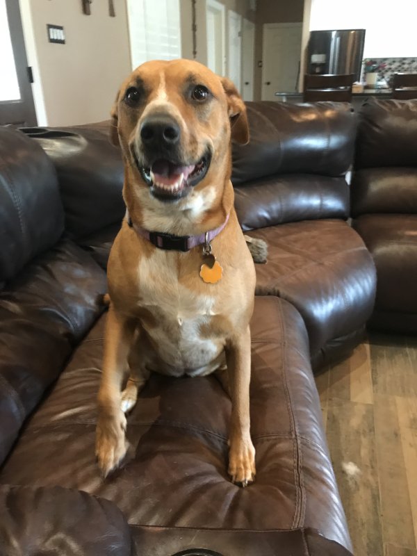 Lost Dog in Boerne, TX