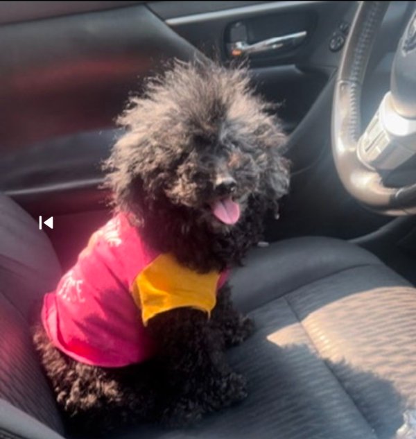 Stolen Poodle in Jacksonville, FL