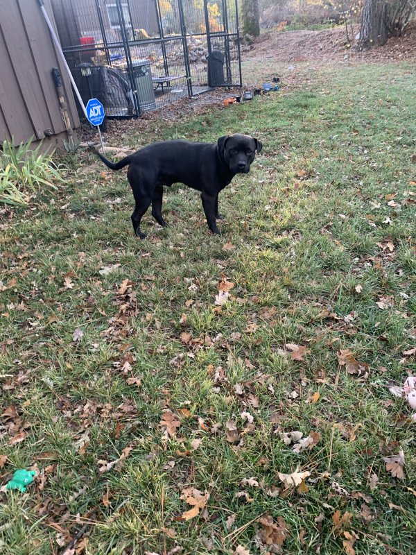 Found Staffordshire Bull Terrier in California